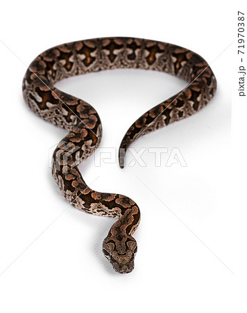 Dumeril's boa snake on white background Dumeril's boa snake on white background 71970387