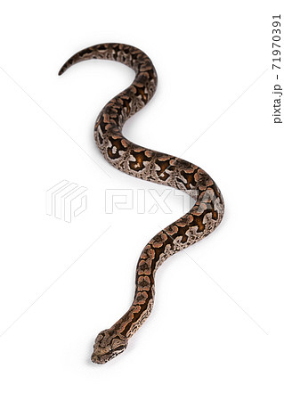 DUMERIL'S BOA