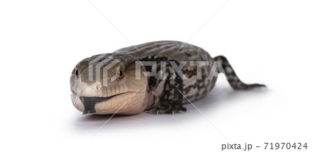 Indonesian blue tongue skink on white 71970424