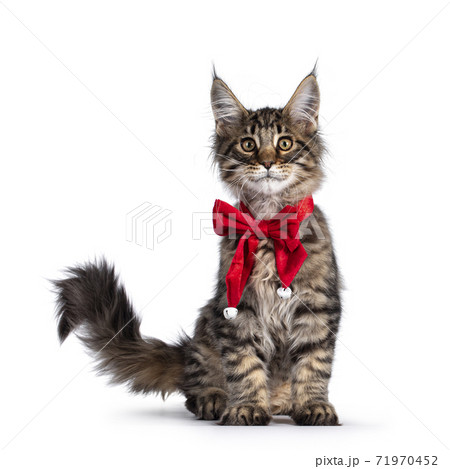Brown tabby cat kitten on white Brown tabby cat kitten on white 71970452