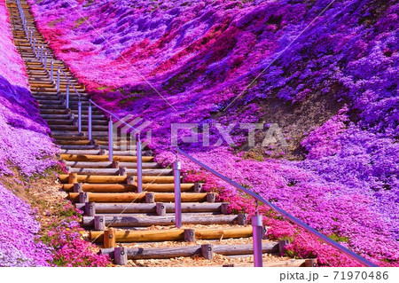 東藻琴芝桜公園の芝桜 71970486