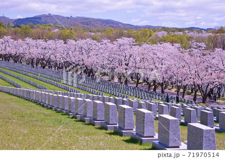 戸田記念墓地公園の桜並木の写真素材 [71970514] PIXTA