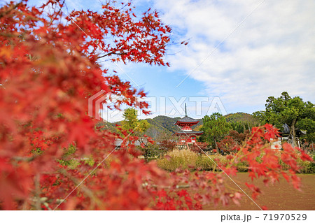 大覚寺 大沢池 紅葉 大覚寺 大沢池 紅葉 71970529