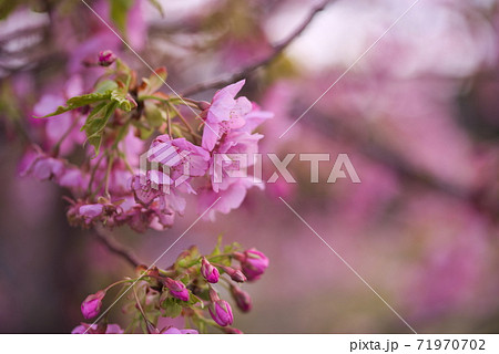 津久見市 四浦半島 豊後水道河津桜まつり 津久見市 四浦半島 豊後水道河津桜まつり 71970702