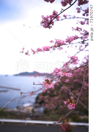 津久見市 四浦半島 豊後水道河津桜まつり 津久見市 四浦半島 豊後水道河津桜まつり 71970747