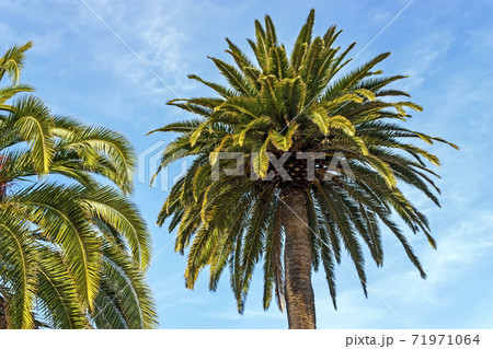 Palms tree closeup. 71971064