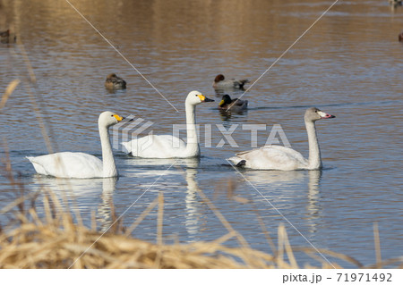 湖面を進む白鳥たち 湖面を進む白鳥たち 71971492