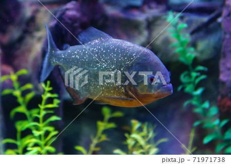 piranha fish close up in the aquarium. selective focus, angry fish 71971738