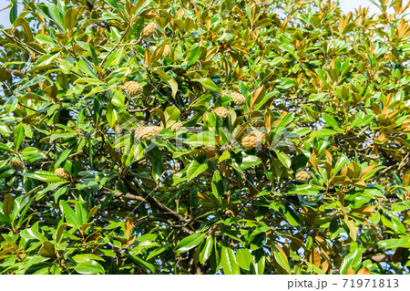 Magnolia leaves in dappled sunlight under the branches. selective focus background 71971813