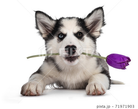 Yakutian Laika dog on white 71971903