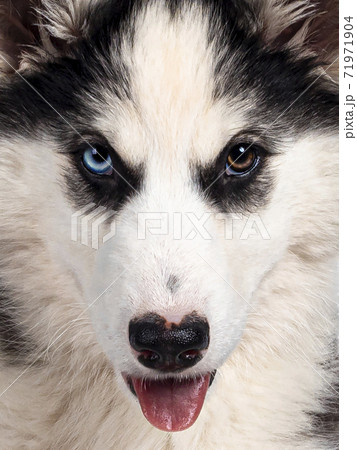 Yakutian Laika dog on white 71971904