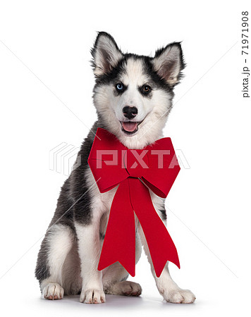 Yakutian Laika dog on white Yakutian Laika dog on white 71971908