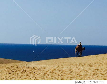 海を見渡しながらラクダに乗って砂丘を歩く 71971998