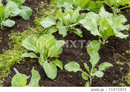 Cabbage heads grow in the garden bed. 71972055