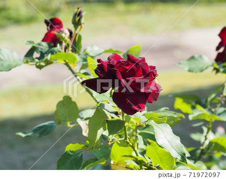 深紅の薔薇 71972097