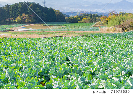 キャベツ畑　静岡県三島市　秋 71972689