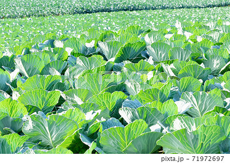 キャベツ畑　静岡県三島市　秋 71972697