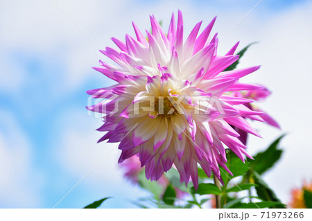 大輪ダリアのフリル 71973266