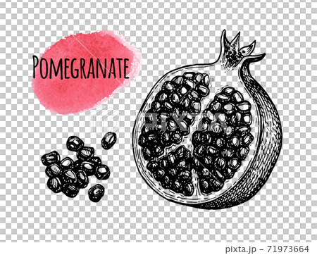 Pomegranate in watercolor