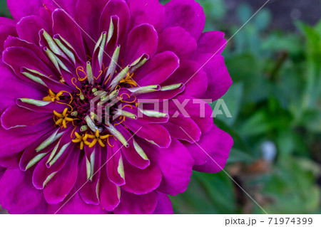 A beautiful lilac zinnia flower is located on the left in the photo with space for your text 71974399