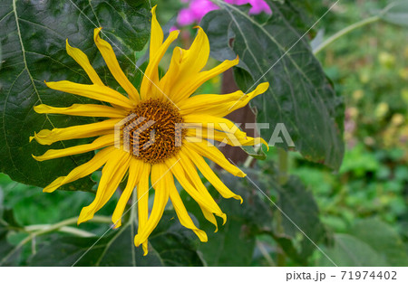decorative sunflower flower in the garden, decorative sunflower close up 71974402