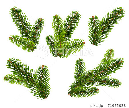 Fir Tree branches On White Background Fir Tree branches On White Background 71975028