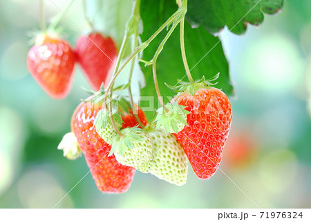 いちご 温室栽培 ハウス栽培 いちご 温室栽培 ハウス栽培 71976324