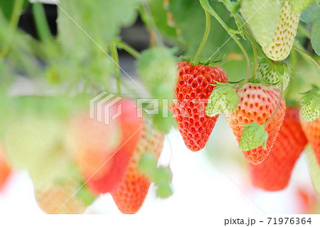 いちご　温室栽培　ハウス栽培 71976364
