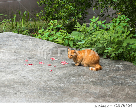 Red-haired cat eats meat on the street Red-haired cat eats meat on the street 71976454