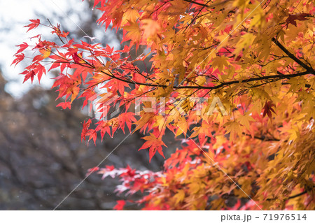 飛騨高山 宇津江四十八滝でお天気雨の紅葉 の写真素材