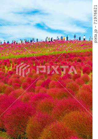【みはらしの丘を望むコキアとコスモス】 71976621