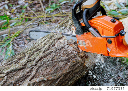 Sawing tree with a chainsaw broken the trunk tree after a hurricane Sawing tree with a chainsaw broken the trunk tree after a hurricane 71977335