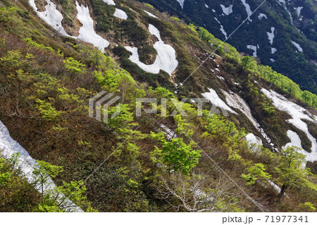 上越国境・蓬峠付近の残雪と新緑の山肌 上越国境・蓬峠付近の残雪と新緑の山肌 71977341