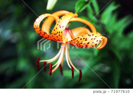 山野草　オニユリの花 71977610