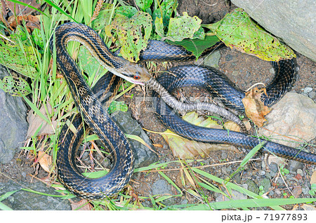 アオダイショウの幼蛇を飲み込むシマヘビ（北海道・知床） 71977893
