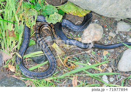 アオダイショウの幼蛇を飲み込むシマヘビ 北海道 知床 の写真素材