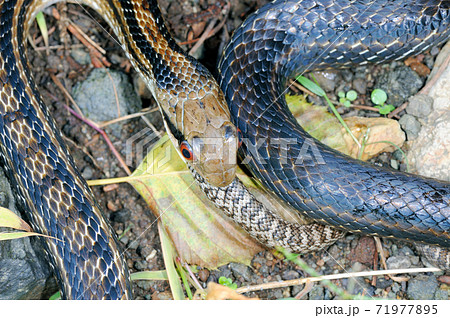 アオダイショウの幼蛇を飲み込むシマヘビ 北海道 知床 の写真素材