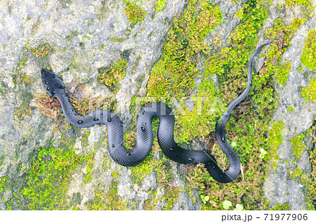 黒化型のシマヘビの幼蛇 北海道 知床 の写真素材