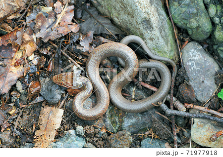 脱皮中のシマヘビの幼蛇 北海道 知床 の写真素材