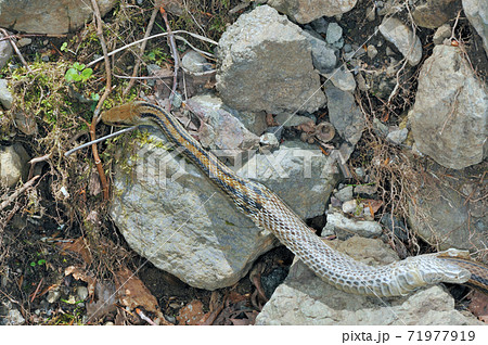 脱皮中のシマヘビの成蛇 北海道 知床 の写真素材