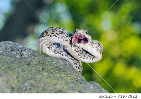 口を開けて威嚇するアオダイショウの幼蛇 北海道 知床 の写真素材