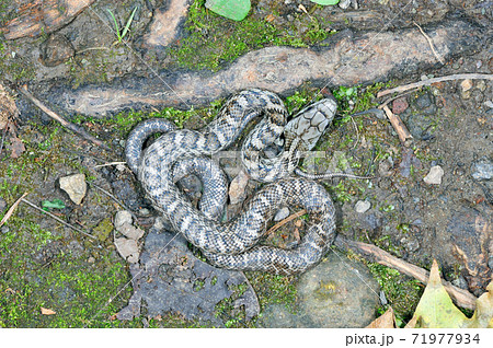 アオダイショウの幼蛇 北海道 知床 の写真素材