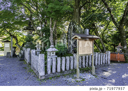 吉野 金峯山寺 四本桜 奈良県吉野郡吉野町 吉野 金峯山寺 四本桜 奈良県吉野郡吉野町 71977937