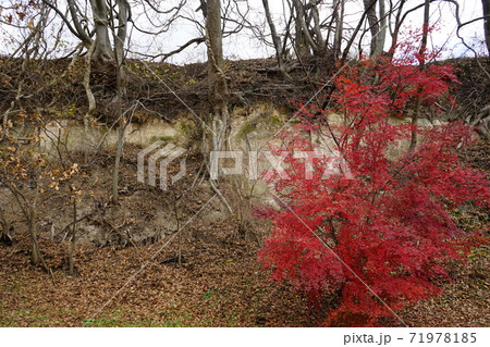 九戸城跡　崖 71978185