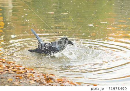 東京の公園で水浴びをする鴉 71978490