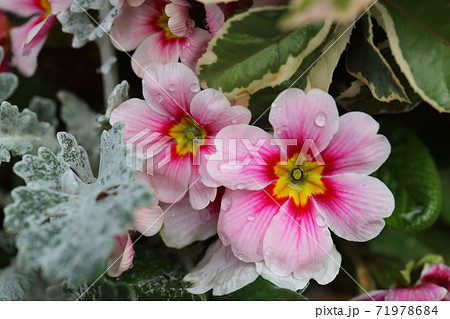 プリムラ ポリアンサの花と雨雫の写真素材
