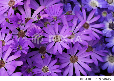 サイネリアの赤い花と雨雫の写真素材