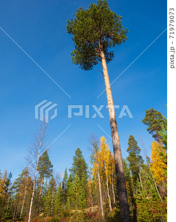 北欧フィンランド ラップランドの森と湖 71979073