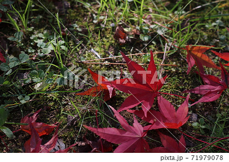 公園の秋の終わりモミジの落ち葉 公園の秋の終わりモミジの落ち葉 71979078