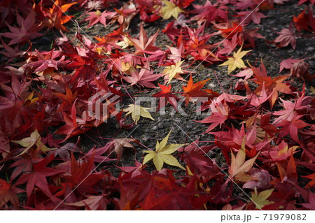 公園の秋の終わりモミジの落ち葉の写真素材